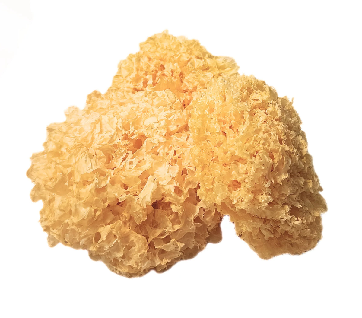 Premium Tremella Mushroom - Bai Mu Er